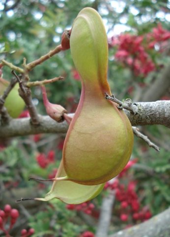 Schotia afra var. afra green pod